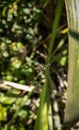 Beautiful Leucauge argyra spider making web. Royalty Free Stock Photo